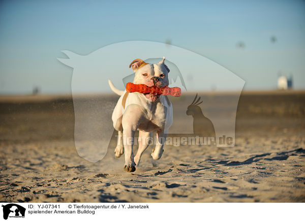 spielender American Bulldog / YJ-07341