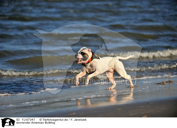 rennender American Bulldog / YJ-07347