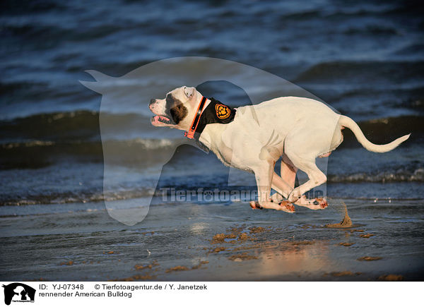 rennender American Bulldog / YJ-07348