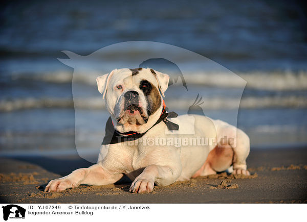 liegender American Bulldog / YJ-07349
