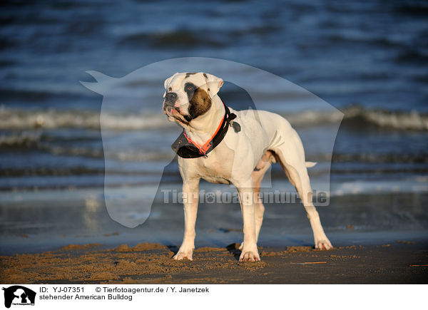 stehender American Bulldog / YJ-07351