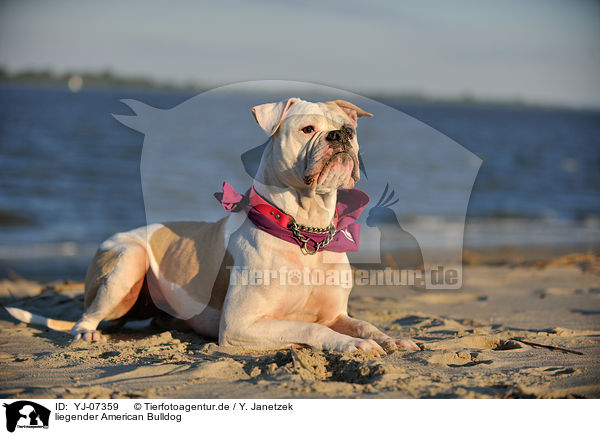 liegender American Bulldog / YJ-07359