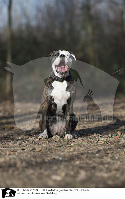 sitzender American Bulldog / NN-08713