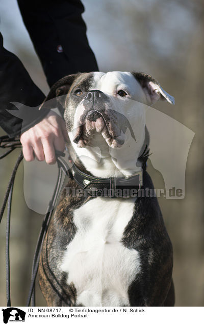 American Bulldog Portrait / NN-08717