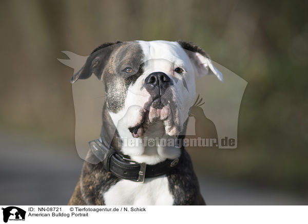 American Bulldog Portrait / NN-08721
