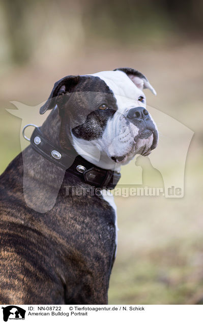 American Bulldog Portrait / NN-08722