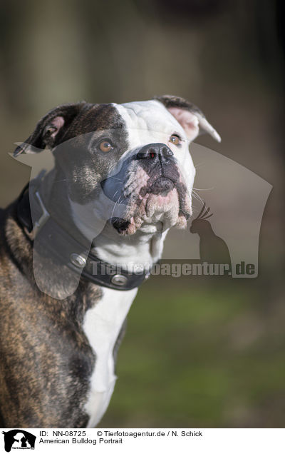 American Bulldog Portrait / NN-08725