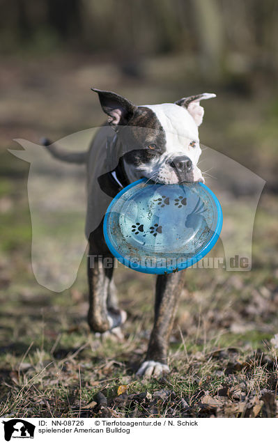 spielender American Bulldog / NN-08726