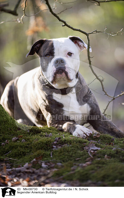 liegender American Bulldog / NN-08730