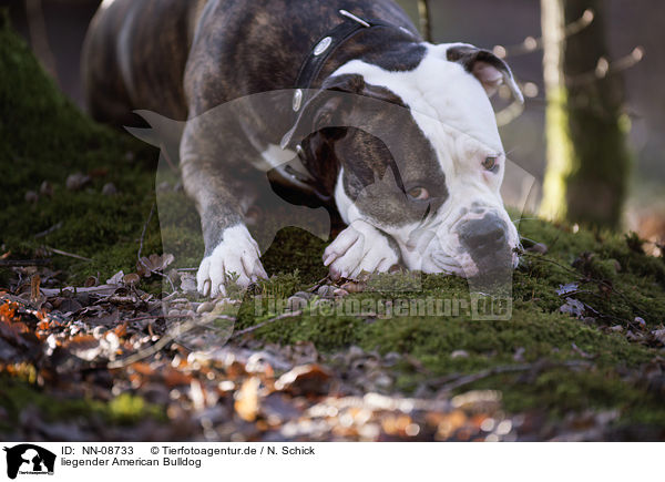 liegender American Bulldog / NN-08733
