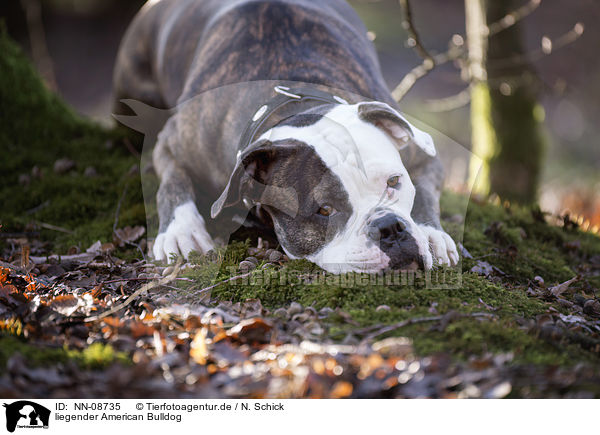 liegender American Bulldog / NN-08735