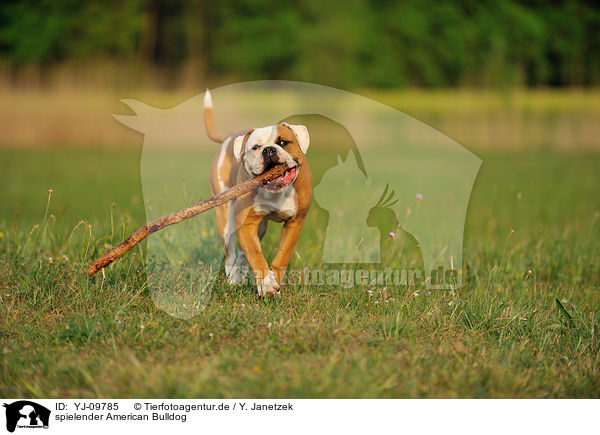 spielender American Bulldog / playing American Bulldog / YJ-09785