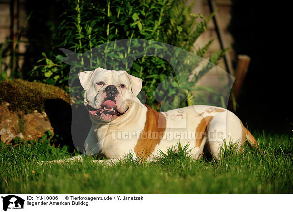 liegender American Bulldog / YJ-10086