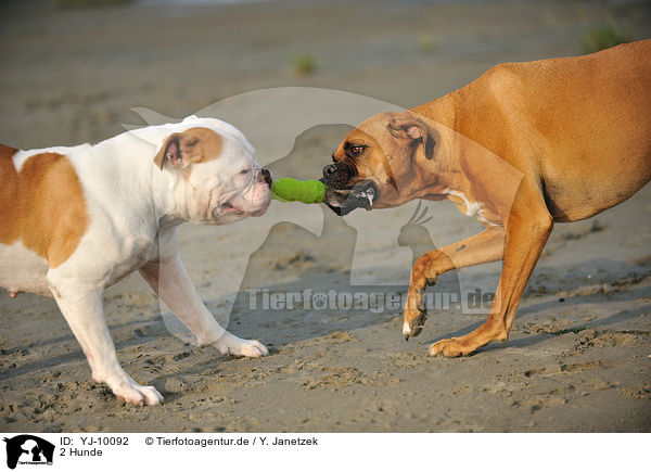 2 Hunde / YJ-10092