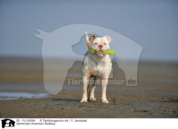 stehender American Bulldog / YJ-10094
