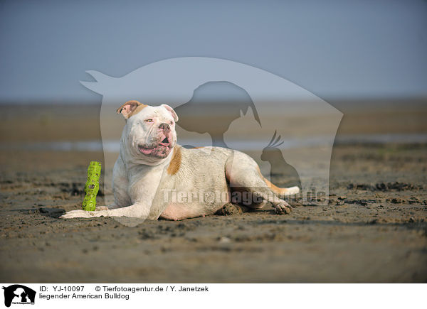 liegender American Bulldog / YJ-10097