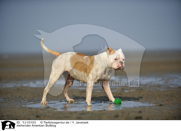 stehender American Bulldog / YJ-10103