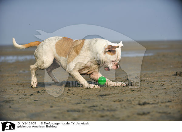 spielender American Bulldog / YJ-10105