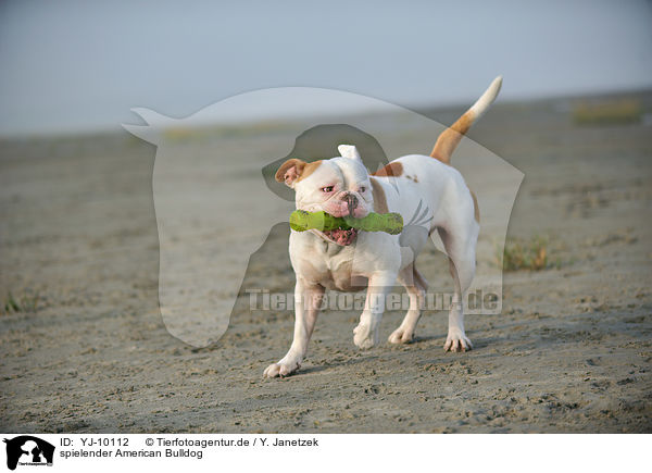 spielender American Bulldog / YJ-10112