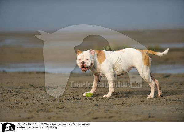 stehender American Bulldog / YJ-10116