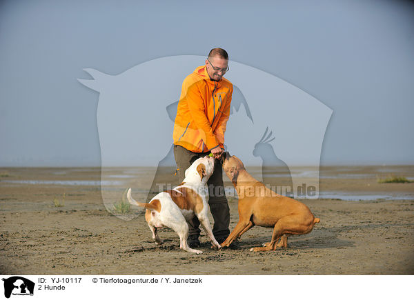 2 Hunde / YJ-10117