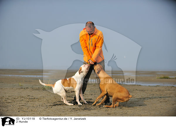 2 Hunde / 2 dogs / YJ-10118