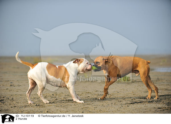 2 Hunde / YJ-10119