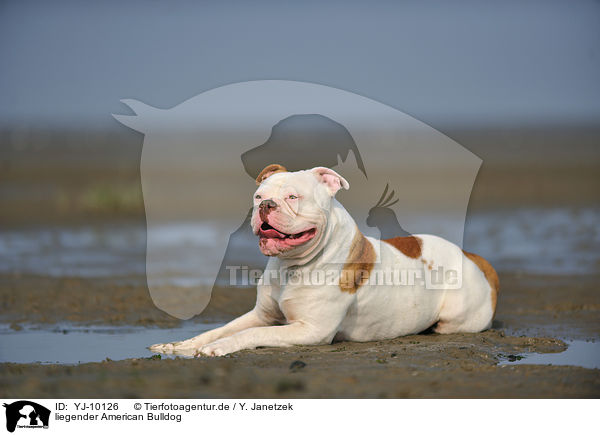 liegender American Bulldog / lying American Bulldog / YJ-10126