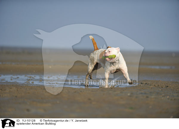 spielender American Bulldog / YJ-10128