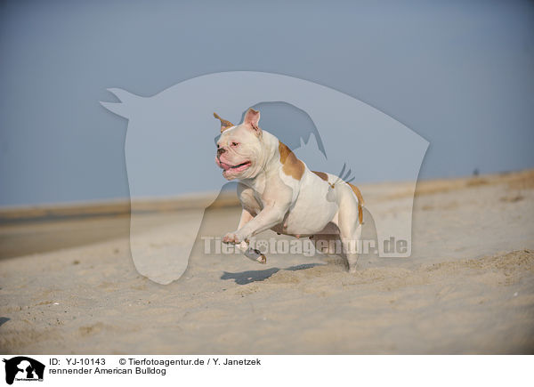 rennender American Bulldog / YJ-10143