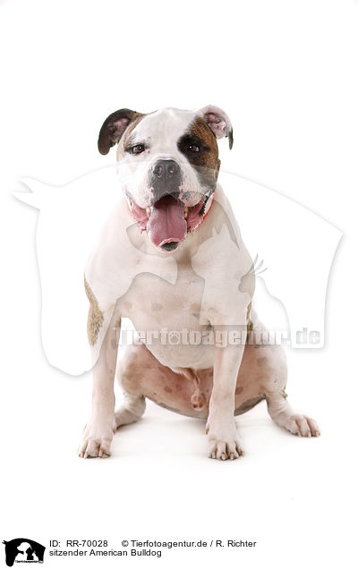 sitzender American Bulldog / RR-70028