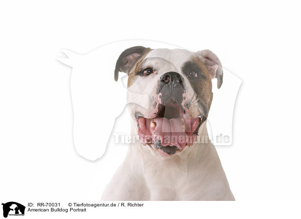 American Bulldog Portrait / RR-70031