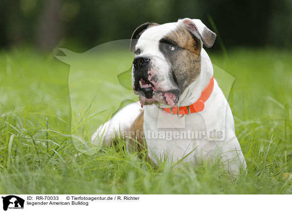 liegender American Bulldog / RR-70033