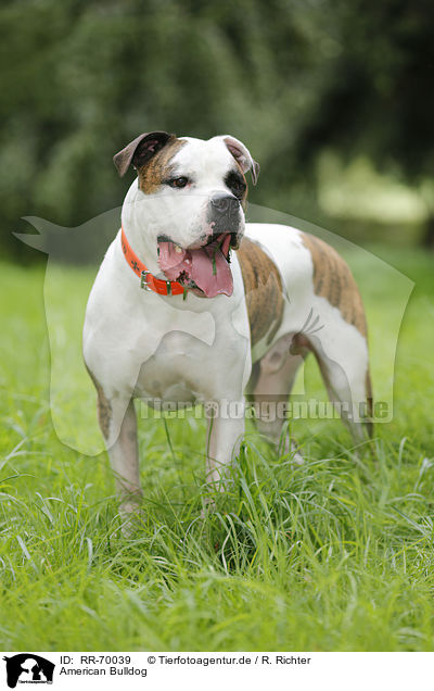 American Bulldog / RR-70039