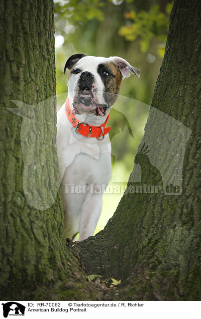 American Bulldog Portrait / RR-70062