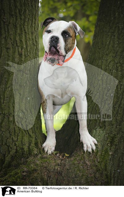 American Bulldog / RR-70064
