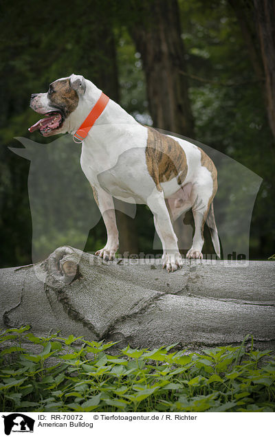 American Bulldog / RR-70072