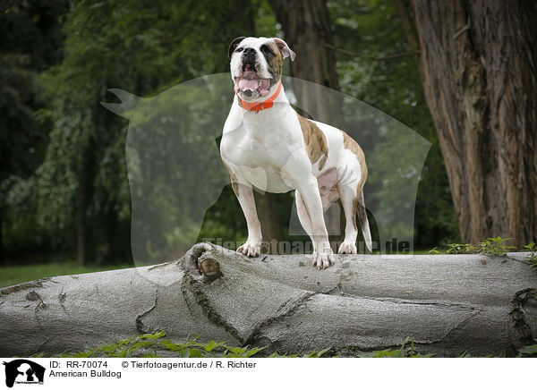 American Bulldog / RR-70074