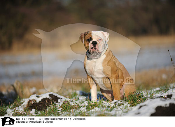 sitzender American Bulldog / YJ-11655
