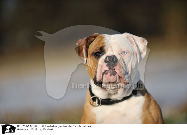 American Bulldog Portrait / YJ-11656