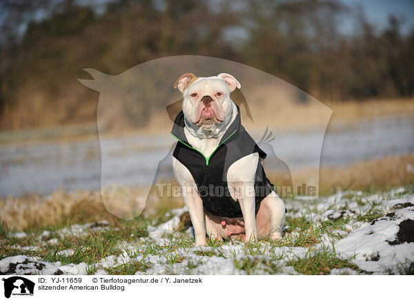sitzender American Bulldog / YJ-11659