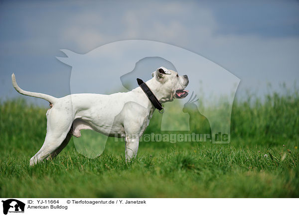 American Bulldog / YJ-11664