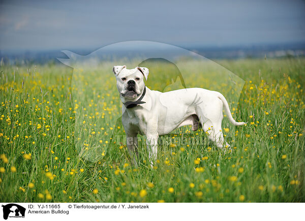 American Bulldog / YJ-11665