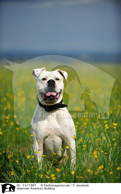 sitzender American Bulldog / YJ-11667