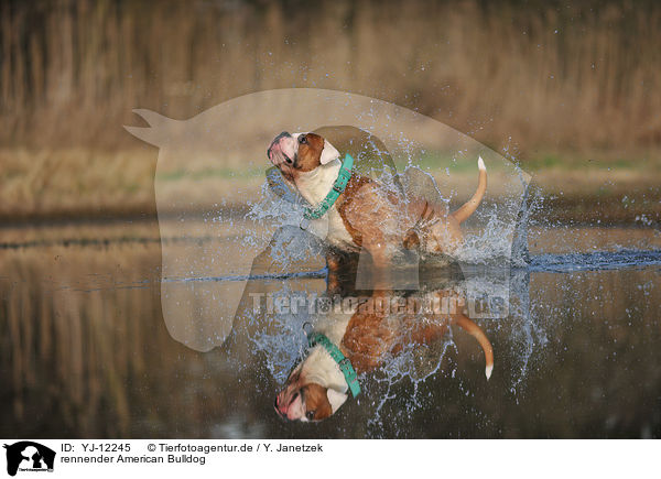 rennender American Bulldog / YJ-12245