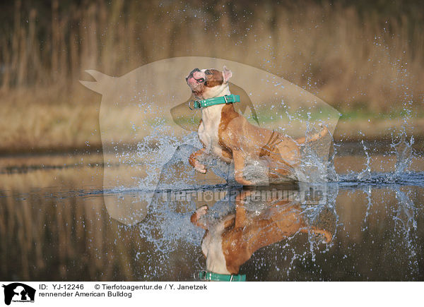 rennender American Bulldog / YJ-12246