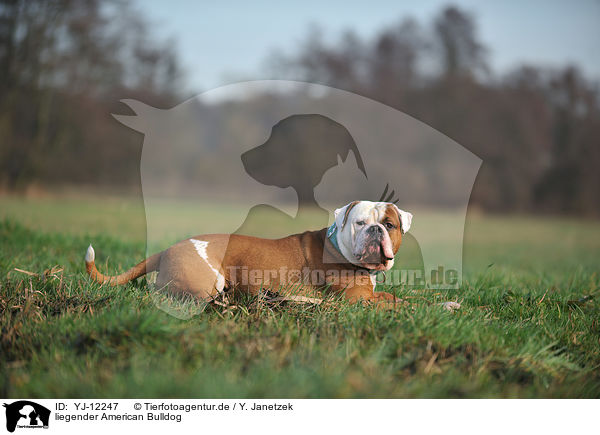 liegender American Bulldog / YJ-12247