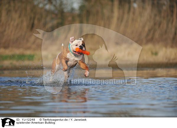 spielender American Bulldog / YJ-12248