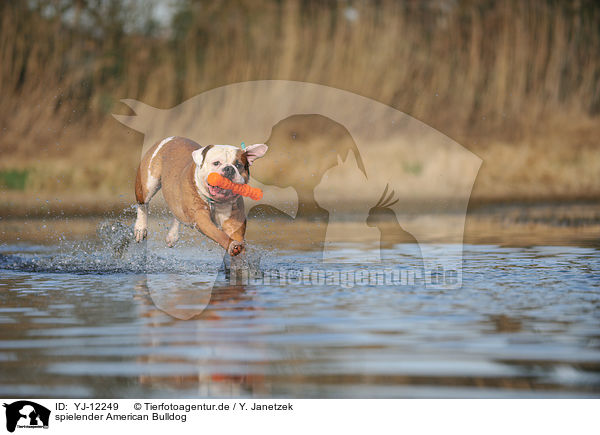 spielender American Bulldog / YJ-12249