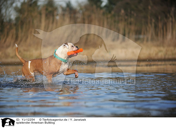 spielender American Bulldog / YJ-12254